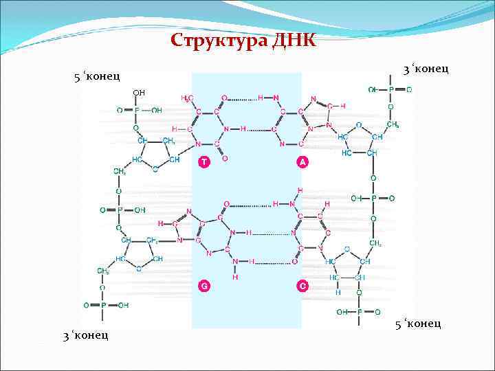  Следствия принципа комплементарности 1. По одной цепи – вторую  2. По содержанию