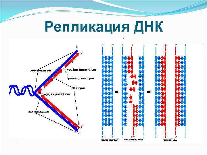  Хеликаза, топоизомераза и  ДНК-связывающие белки  расплетают ДНК, удерживают  матрицу в