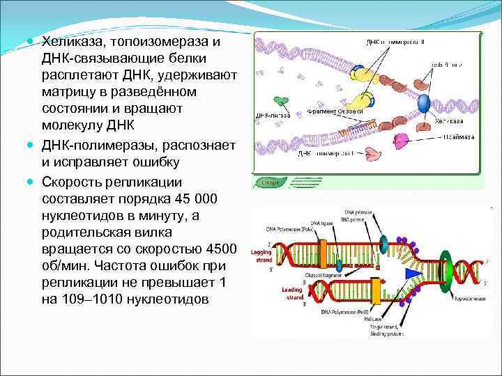 Функции ДНК:  Хранение и передача наследственной  информации    ДНК 