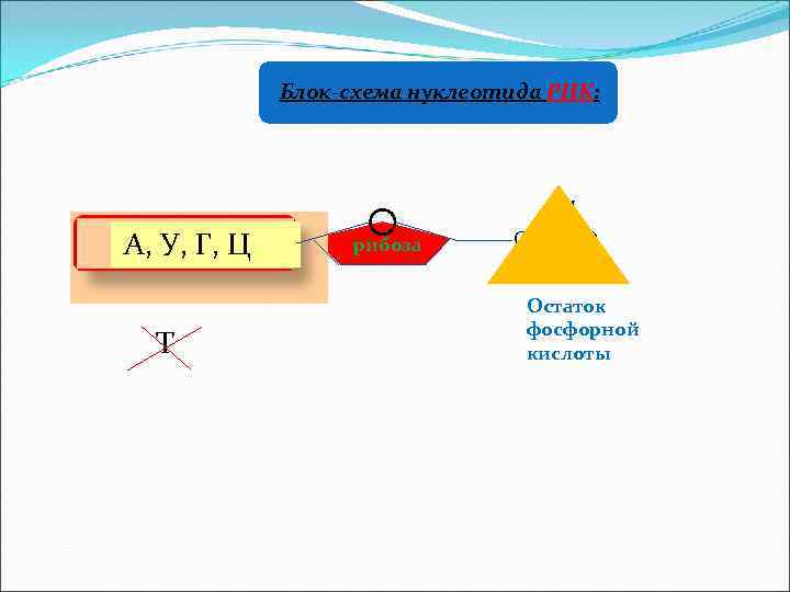 РНК – не ДНК, или особенности РНК: 1. Состав нуклеотидов: урацил вместо тимина 