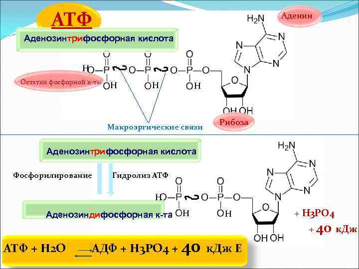  Практическая работа  «Сравнительная характеристика  ДНК и РНК» 20 минут  Тесты