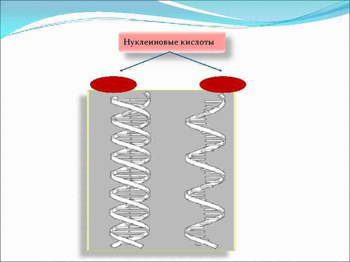  Нуклеиновые кислоты ДНК     РНК 
