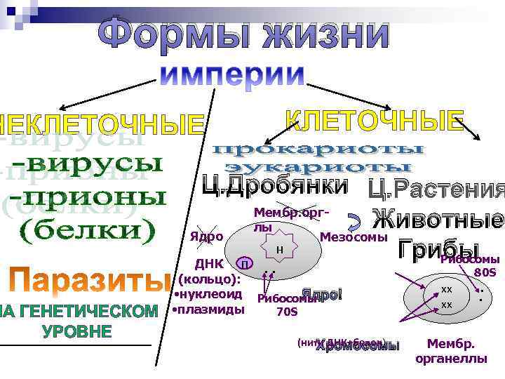  Формы жизни НЕКЛЕТОЧНЫЕ Ц. Дробянки Ц. Растения Мембр. орг- лы Животные Ядро Мезосомы