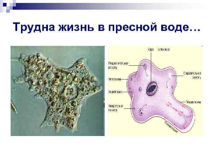 Трудна жизнь в пресной воде… 