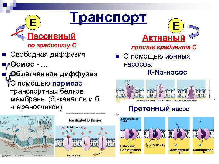  Е Транспорт Е Пассивный Активный по градиенту С против градиента С n Свободная