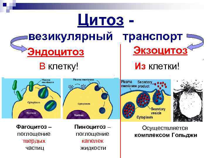  Цитоз - везикулярный транспорт Эндоцитоз Экзоцитоз В клетку! Из клетки! Фагоцитоз – Пиноцитоз