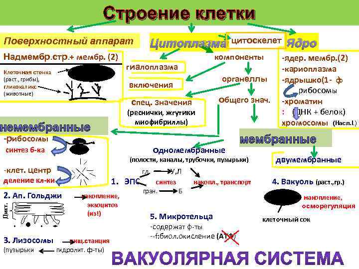  Строение клетки Поверхностный аппарат Цитоплазма цитоскелет Ядро Надмембр. стр. + мембр. (2) компоненты