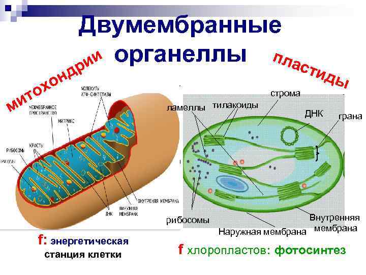  Двумембранные и органеллы пла ри с тид о нд ы т ох строма