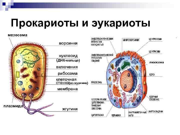  Прокариоты и эукариоты мезосома (ДНК-кольцо) лизосома (из муреина) плазмида 