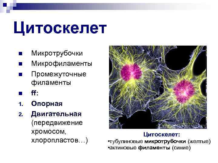 Цитоскелет n Микротрубочки n Микрофиламенты n Промежуточные филаменты n ff: 1. Опорная 2. Двигательная