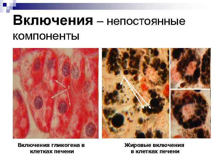 Включения – непостоянные компоненты Включения гликогена в Жировые включения клетках печени в клетках печени