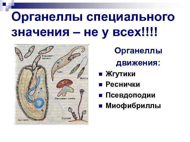 Органеллы специального значения – не у всех!!!! Органеллы движения: n Жгутики n Реснички n