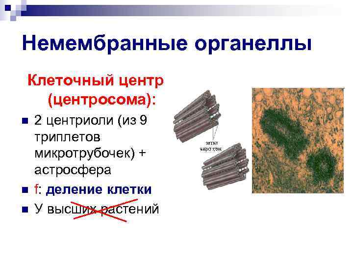 Немембранные органеллы Клеточный центр (центросома): n 2 центриоли (из 9 триплетов микротрубочек) + астросфера