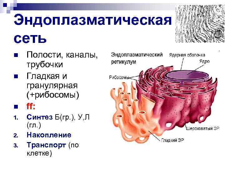 Эндоплазматическая сеть n Полости, каналы, трубочки n Гладкая и гранулярная (+рибосомы) n ff: 1.