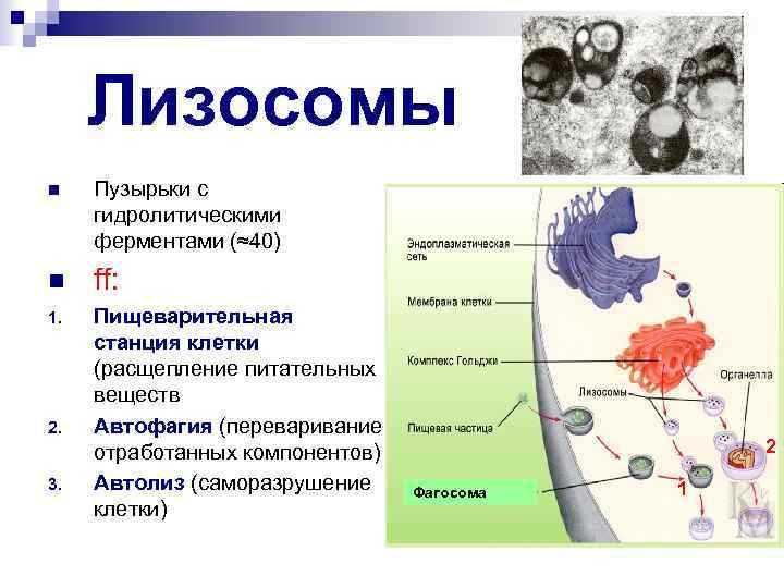  Лизосомы n Пузырьки с гидролитическими ферментами (≈40) n ff: 1. Пищеварительная станция клетки