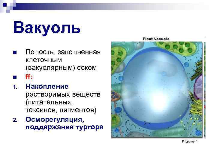 Вакуоль n Полость, заполненная клеточным (вакуолярным) соком n ff: 1. Накопление растворимых веществ (питательных,