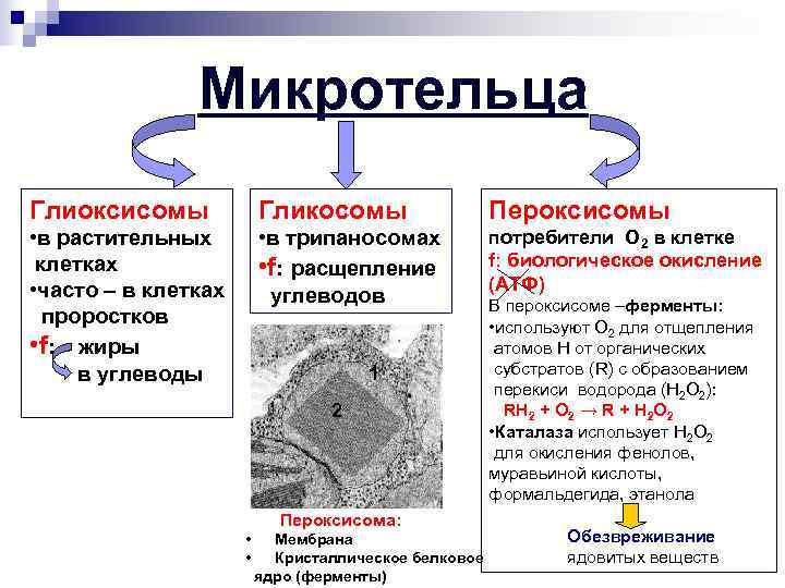  Микротельца Глиоксисомы Гликосомы Пероксисомы • в растительных • в трипаносомах потребители О 2