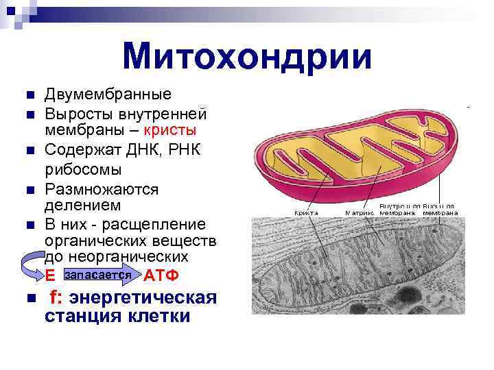  Митохондрии n Двумембранные n Выросты внутренней мембраны – кристы n Содержат ДНК, РНК