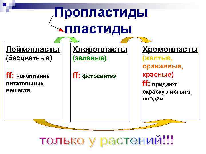  Пропластиды пластиды Лейкопласты Хлоропласты Хромопласты (бесцветные) (зеленые) (желтые, оранжевые, ff: накопление ff: фотосинтез