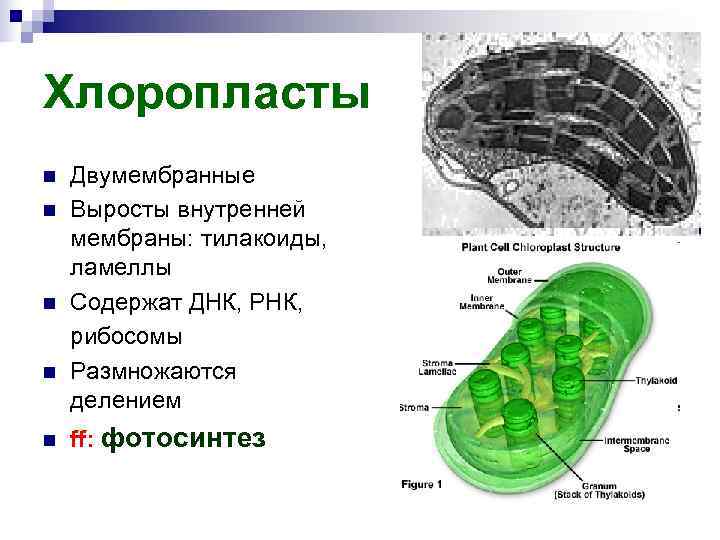 Хлоропласты n Двумембранные n Выросты внутренней мембраны: тилакоиды, ламеллы n Содержат ДНК, РНК, рибосомы