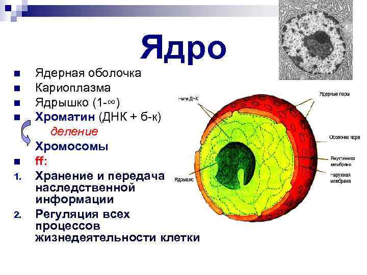 Картинка ядерная мембрана