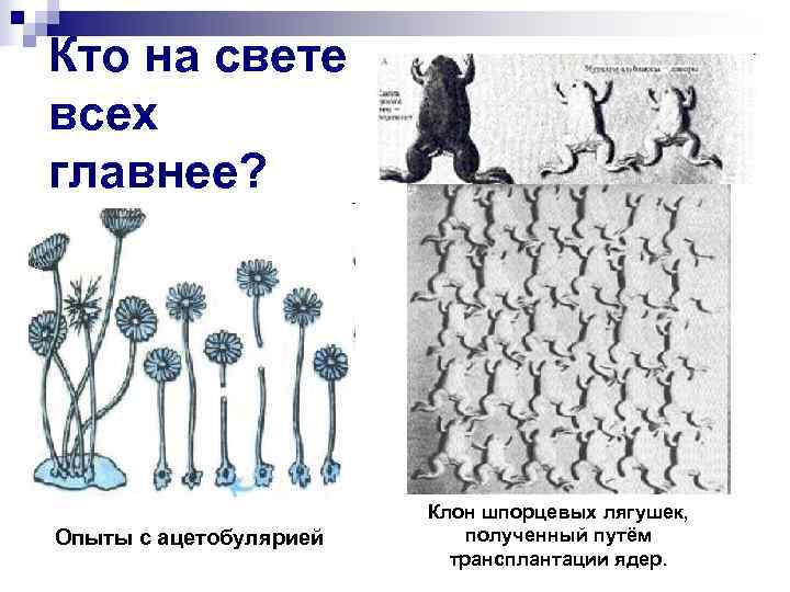 Кто на свете всех главнее? Клон шпорцевых лягушек, Опыты с ацетобулярией полученный путём трансплантации