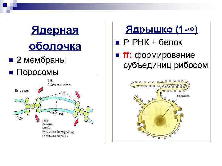  Ядерная Ядрышко (1 -∞) n Р-РНК + белок оболочка n ff: формирование n