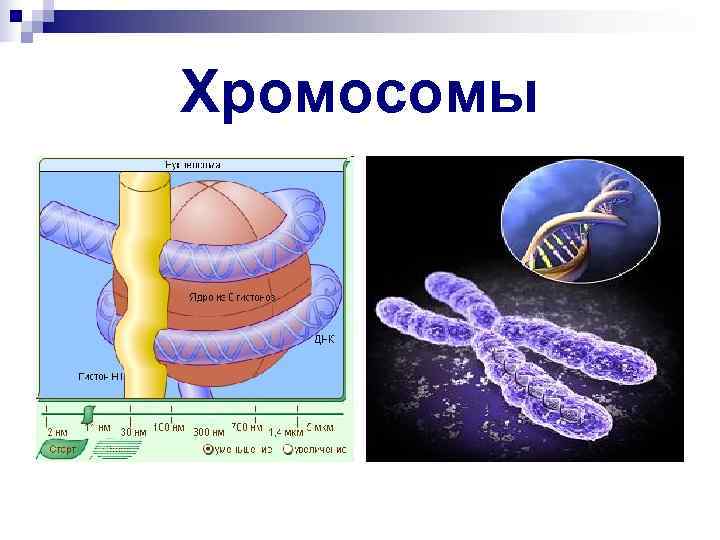 Хромосомы 