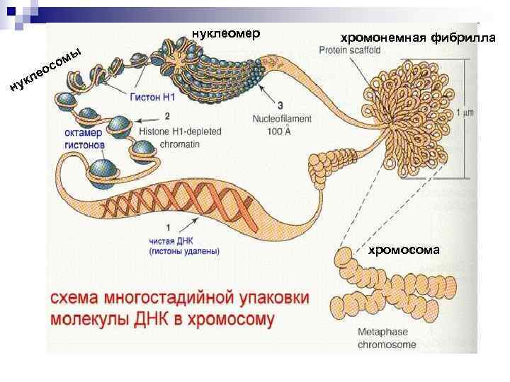  нуклеомер хромонемная фибрилла ы с ом е о кл ну хромосома 