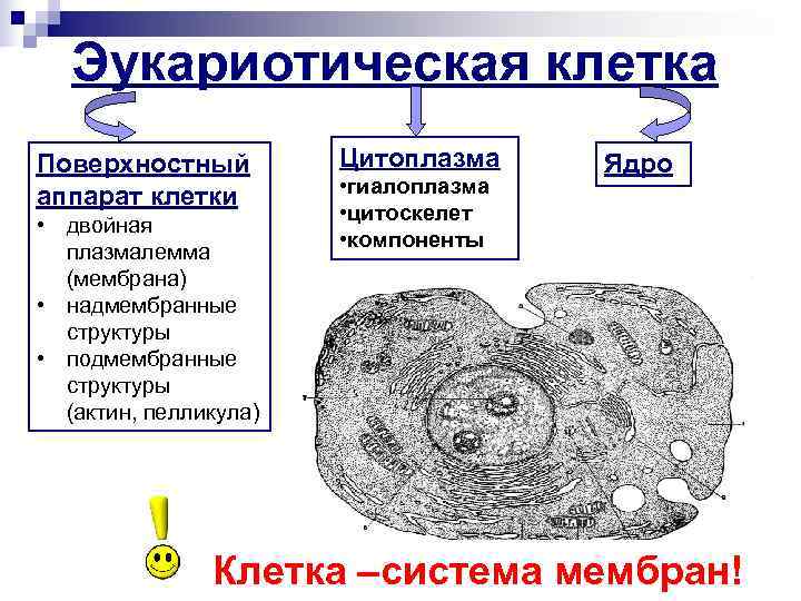  Эукариотическая клетка Поверхностный Цитоплазма Ядро аппарат клетки • гиалоплазма • цитоскелет • двойная