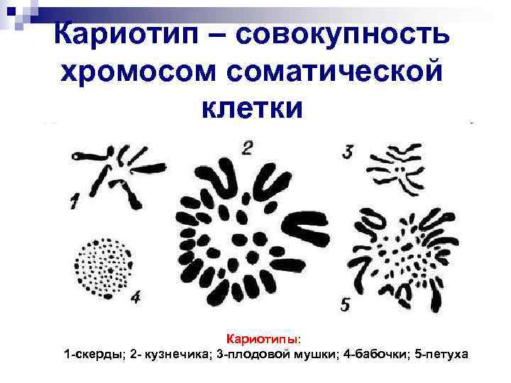 Кариотип – совокупность хромосом соматической клетки Кариотипы: 1 -скерды; 2 - кузнечика; 3 -плодовой