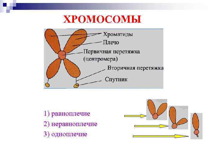  ХРОМОСОМЫ 1) равноплечие 2) неравноплечие 3) одноплечие 