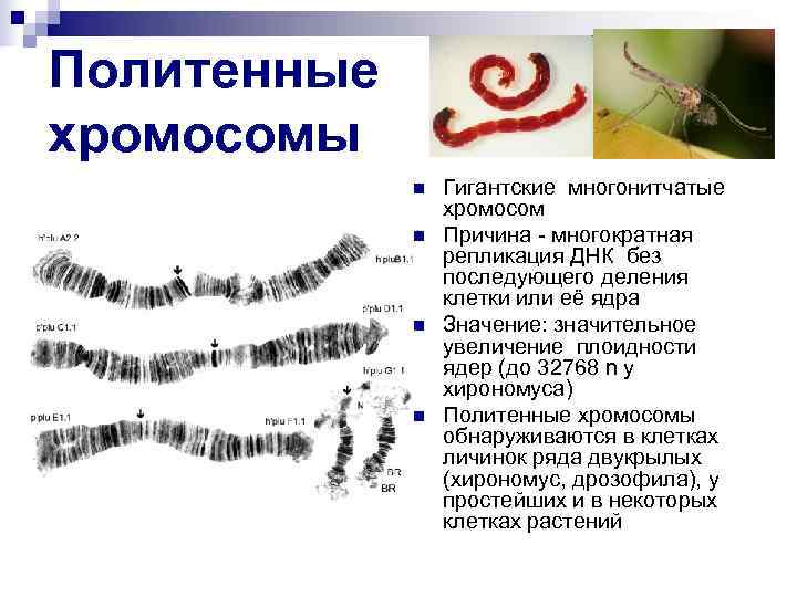 Политенные хромосомы n Гигантские многонитчатые хромосом n Причина - многократная репликация ДНК без последующего