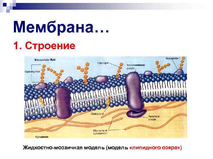 Мембрана… 1. Строение Жидкостно-мозаичная модель (модель «липидного озера» ) 