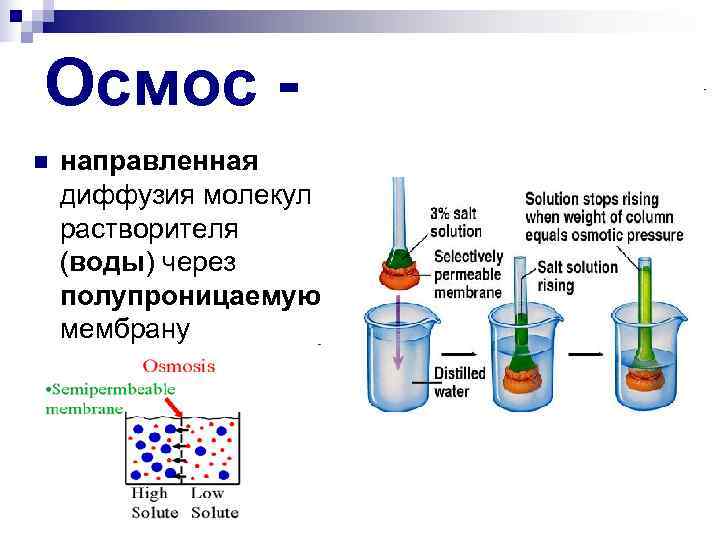 Осмос - n направленная диффузия молекул растворителя (воды) через полупроницаемую мембрану 