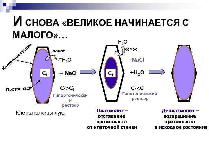  И СНОВА «ВЕЛИКОЕ НАЧИНАЕТСЯ С МАЛОГО» … Н 2 О ка ен осмос