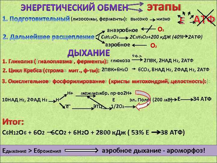 Кислородный этап синтеза атф