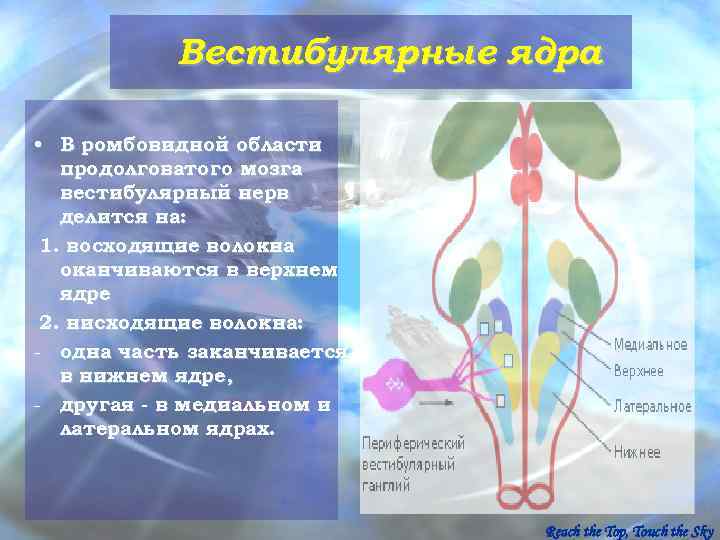 Вестибулярные ядра ствола мозга это вторичный центр