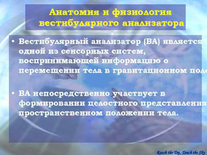   Анатомия и физиология вестибулярного анализатора • Вестибулярный анализатор (ВА) является  одной