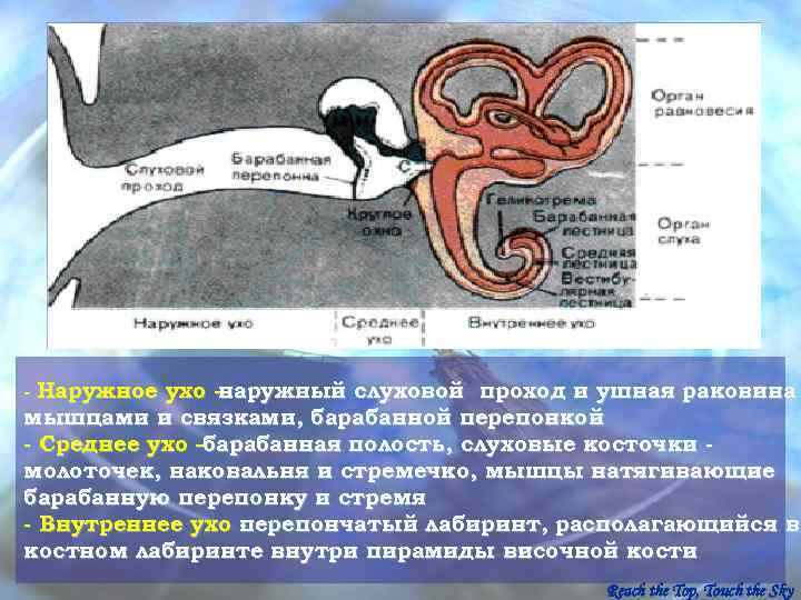 - Наружное ухо -наружный слуховой проход и ушная раковина мышцами и связками, барабанной перепонкой