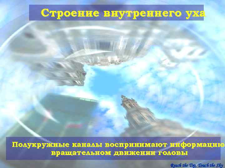  Строение внутреннего уха Полукружные каналы воспринимают информацию   вращательном движении головы 