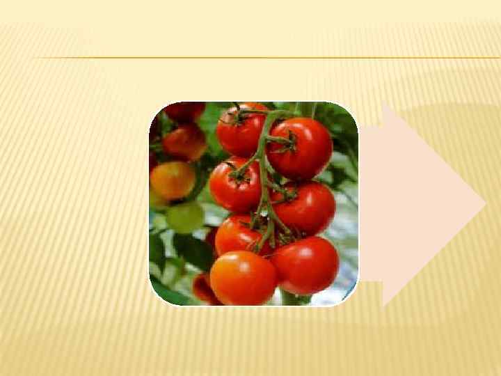  APPLE  ORANGE  BANANA NUTS  TOMATO  CABBAGE  CORN 