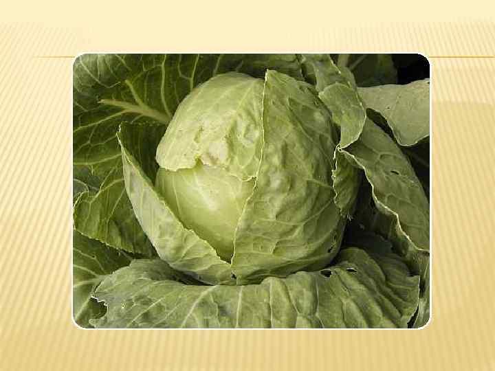 MY FAVOURITE DRINK IS  …… 