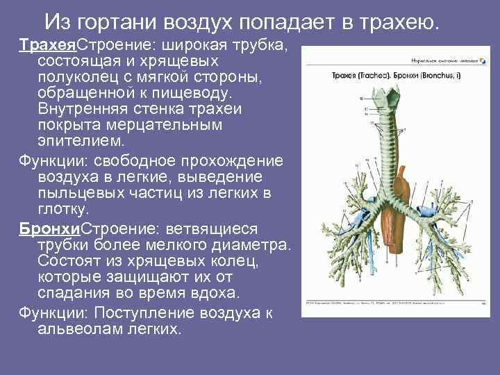   Из гортани воздух попадает в трахею. Трахея. Строение: широкая трубка,  состоящая