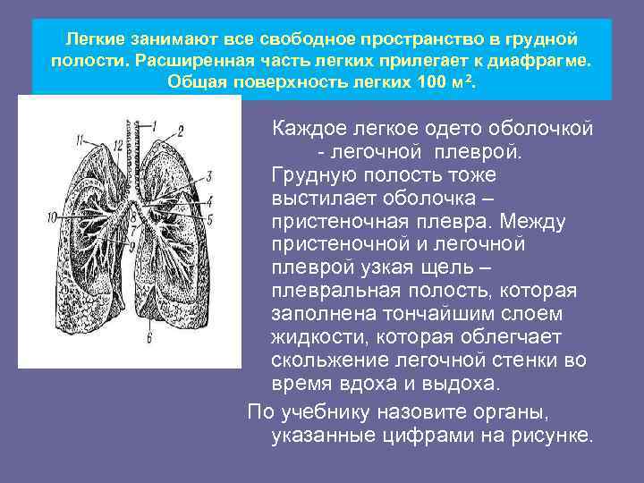  Легкие занимают все свободное пространство в грудной полости. Расширенная часть легких прилегает к