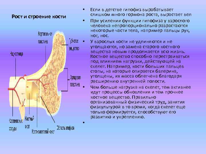  • Если в детстве гипофиз вырабатывает Рост и строение кости слишком много гормона