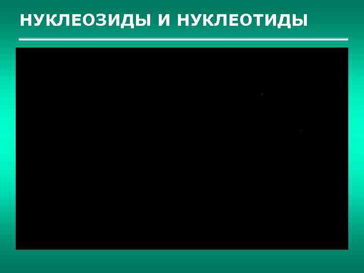 НУКЛЕОЗИДЫ И НУКЛЕОТИДЫ 