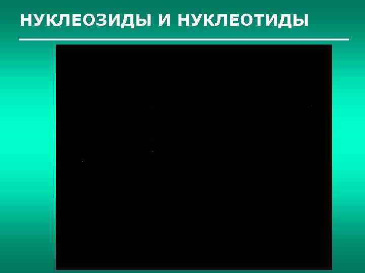 НУКЛЕОЗИДЫ И НУКЛЕОТИДЫ 