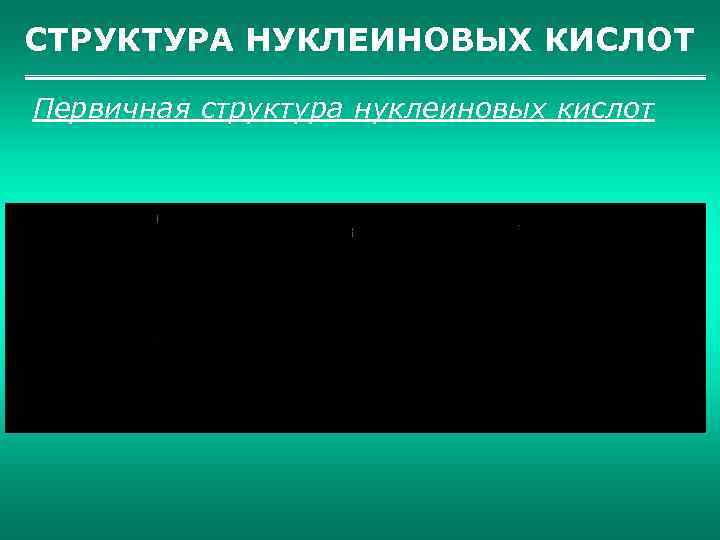 СТРУКТУРА НУКЛЕИНОВЫХ КИСЛОТ Первичная структура нуклеиновых кислот 