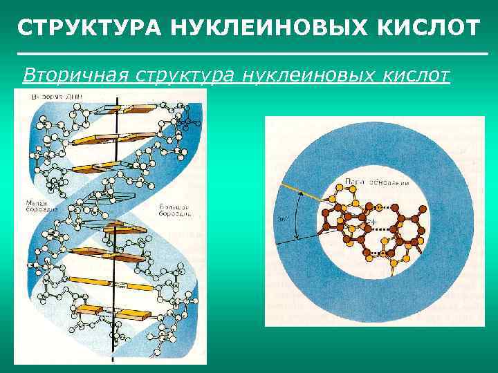 СТРУКТУРА НУКЛЕИНОВЫХ КИСЛОТ Вторичная структура нуклеиновых кислот 